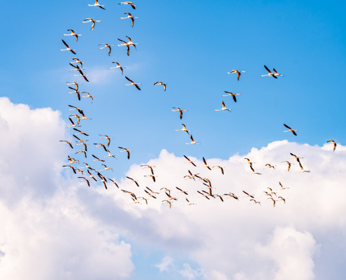 Create a Strong General Unrestricted Fundraising Ask
